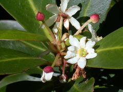 Winter's Bark (Drimys winteri)