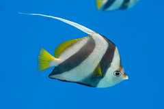 Heniochus diphreutes