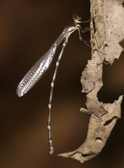 Protosticta