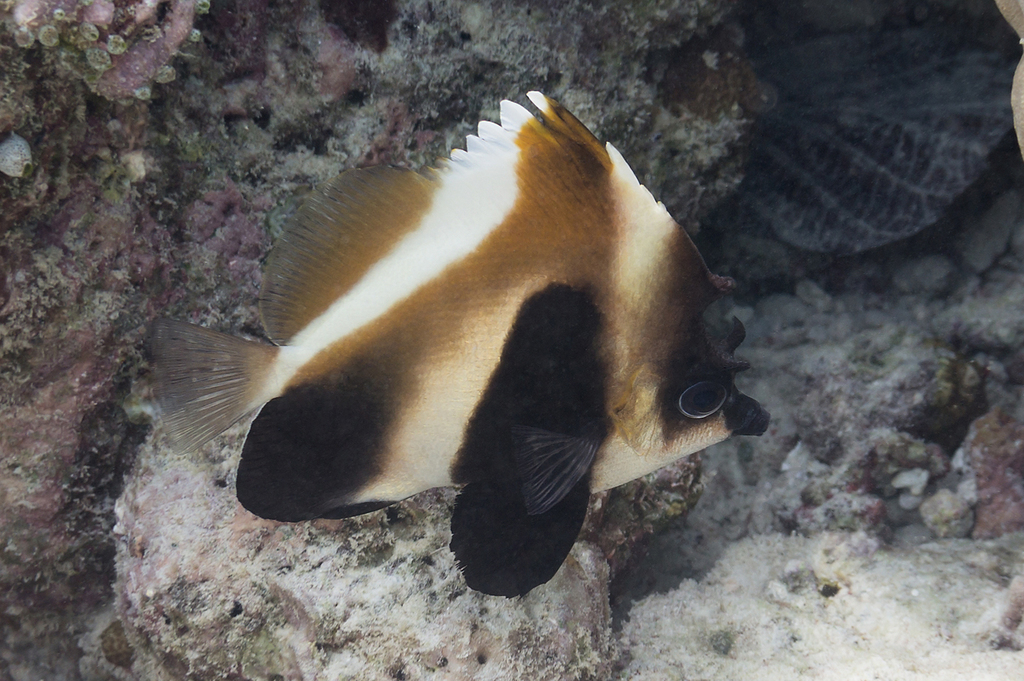 Indian Ocean Bannerfish