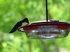 Archilochus colubris