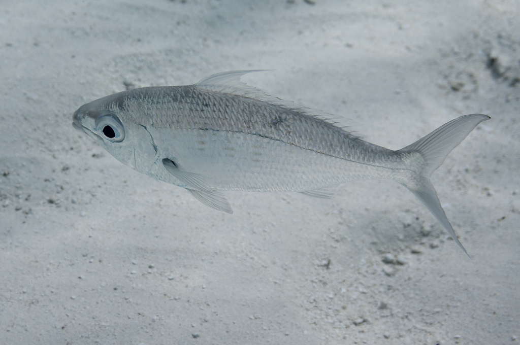 Langwerpige mojarra (Gerres oblongus) — Gerreidae