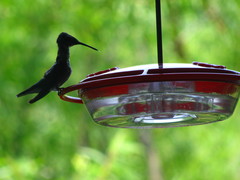 Archilochus colubris