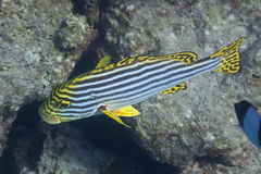 Plectorhinchus vittatus
