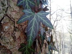 Hedera helix