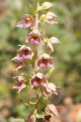 Epipactis helleborine tremolsii