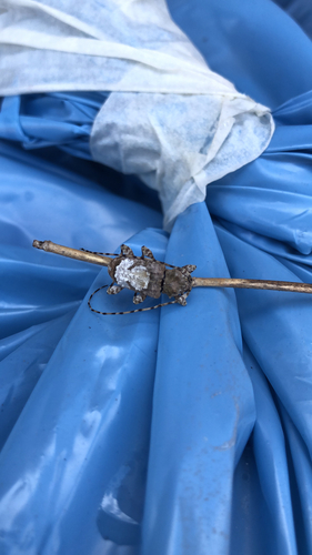 Exalphus leuconotus · iNaturalist