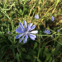 Cichorium intybus