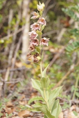 Epipactis helleborine tremolsii