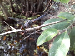 Brachydiplax sobrina