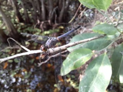 Brachydiplax sobrina