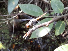 Brachydiplax sobrina