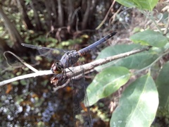 Brachydiplax sobrina