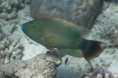 Cheilinus trilobatus