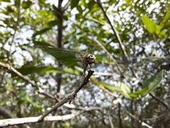 Brachydiplax sobrina