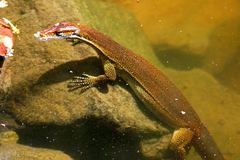 Varanus mertensi