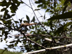 Brachydiplax sobrina