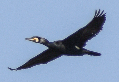 Continental Great Cormorant