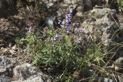 Dracocephalum integrifolium