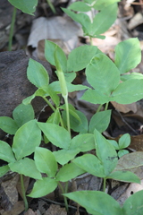 Arisaema triphyllum image