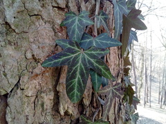 Hedera helix