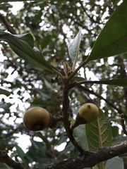 Aegiphila bogotensis