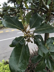 Aegiphila bogotensis