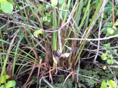 Brachydiplax sobrina