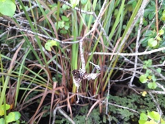 Brachydiplax sobrina