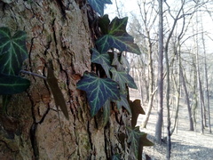 Hedera helix