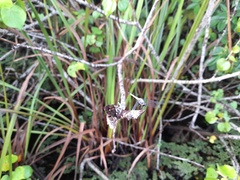 Brachydiplax sobrina