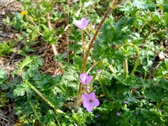 Erodium cicutarium