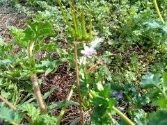 Erodium cicutarium