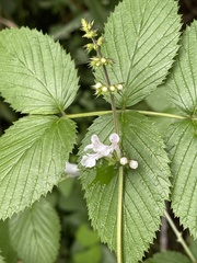 Stachys graciliflora