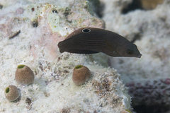 Halichoeres marginatus