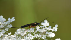 Ephialtes manifestator