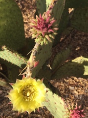 Opuntia caboensis