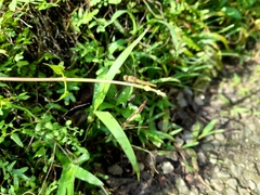Brachythemis contaminata