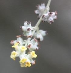 Buddleja racemosa