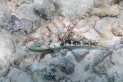 Halichoeres nebulosus