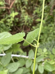 Stachys graciliflora