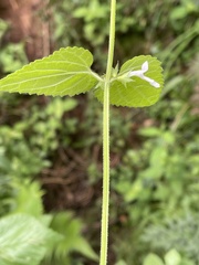 Stachys graciliflora