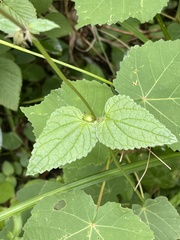 Stachys graciliflora