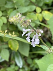 Stachys graciliflora