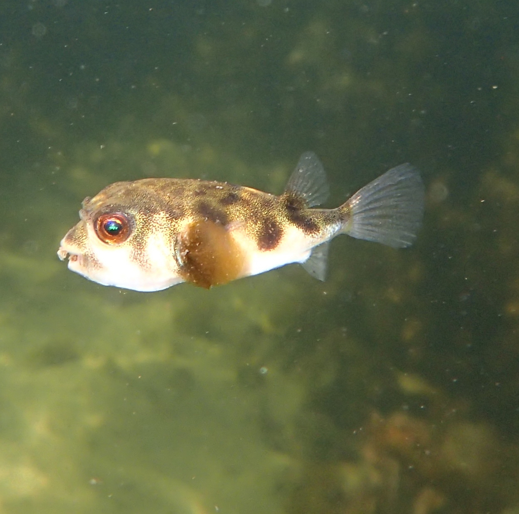 Prickly Toadfishes