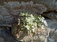 Asplenium ruta-muraria ruta-muraria