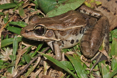 Lithobates brownorum