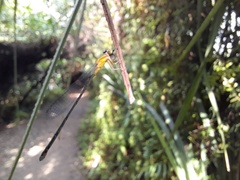 Pseudagrion microcephalum