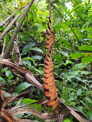 Heliconia danielsiana