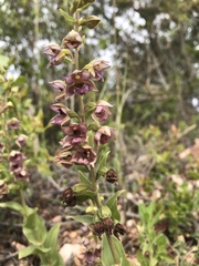 Epipactis helleborine tremolsii